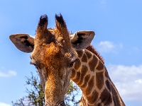 Lion & Safari Park
